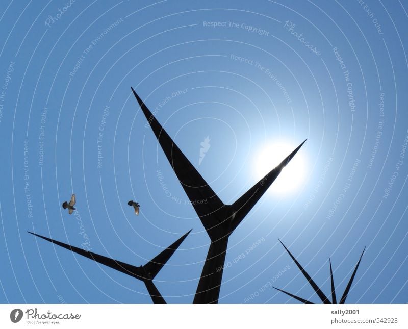 aerobatics Art Work of art Sculpture Cloudless sky Sun Sunlight Beautiful weather Bird Pigeon 2 Animal Flying Illuminate Esthetic Exceptional Sharp-edged