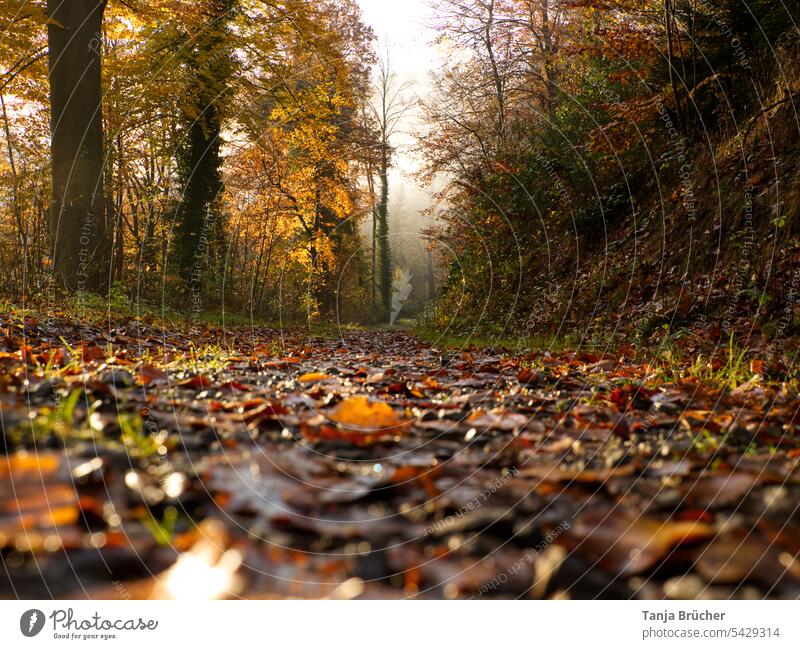 Autumn forest in golden light with light fog in background Autumn leaves Automn wood Autumnal colours forest path golden autumn Seasons Leaves on the path Fog