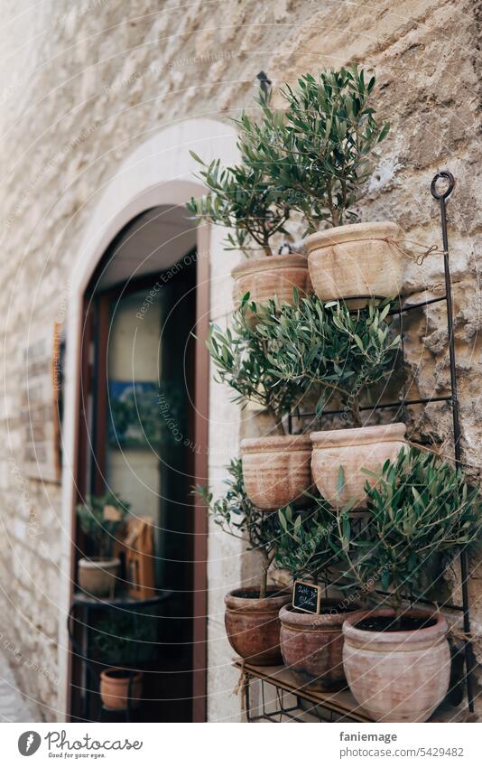 Olivenbaum zu verkaufen Les Baux-de-Provence Steinmauer Mauer Hitze Sommer südfrankreich Mittelmeer Reisefotografie Südfrankreich Natur sommerlich Süden