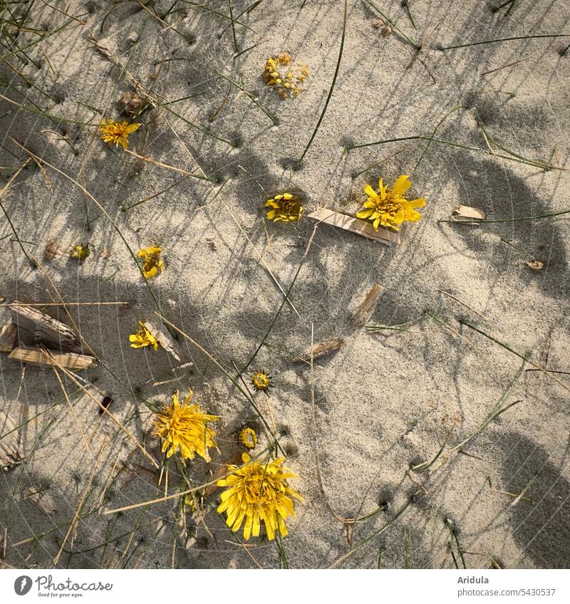 Yellow flowers swallowed by sand Sand Beach grasses Summer Blossom Plant Sunlight Sanddrift silted Sandy beach Vacation & Travel Landscape duene sandy Nature