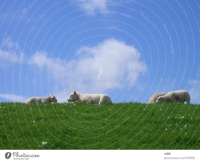 Lazing around as a group constraint in sheep - Part II Netherlands Ocean Clouds Lake Relaxation Calm Gale Green White Red Rügen Sylt Norderney Langeoog Meadow