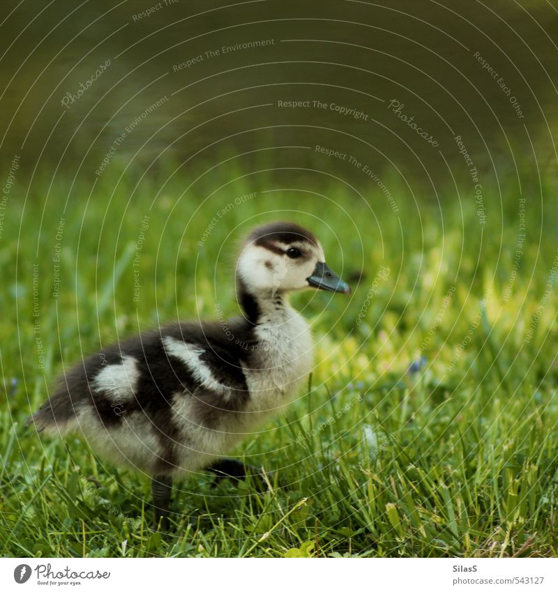 waddle Nature Water Grass Park River bank Animal Duck Baby animal Cute Brown Yellow Gray Green Colour photo Exterior shot Day Animal portrait