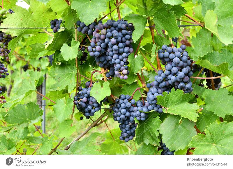 Grapes on a vine in the midday sun Bunch of grapes Fruit Vine cute Healthy Plant Green Food Fresh Nature Colour photo Vineyard Leaf Autumn Growth Winery Harvest