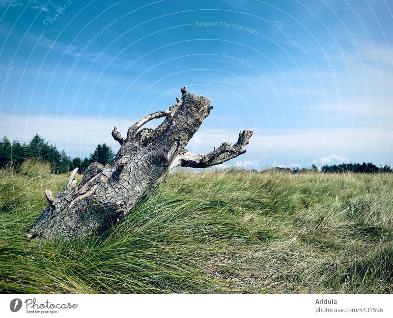 Tree trunk with branches of a dead pine on a meadow Jawbone Meadow Landscape vast landscape Nature grasses Edge of the forest Denmark Beautiful weather Sunlight