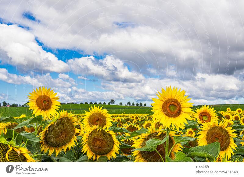 Sunflower field between Stäbelow and Clausdorf near Rostock Helianthus annuus Field Agriculture Nature Landscape Summer Mecklenburg-Western Pomerania Tree Sky