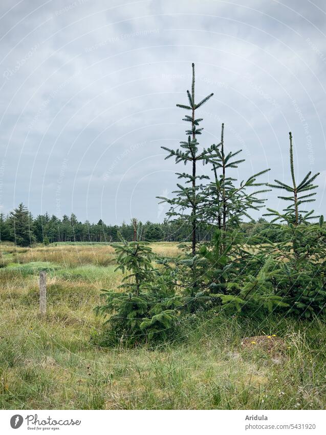 Group of small fir trees in wild meadow on the edge of forest firs Fir tree group wax Young Firs Meadow Forest Edge of the forest Nature reserve Landscape