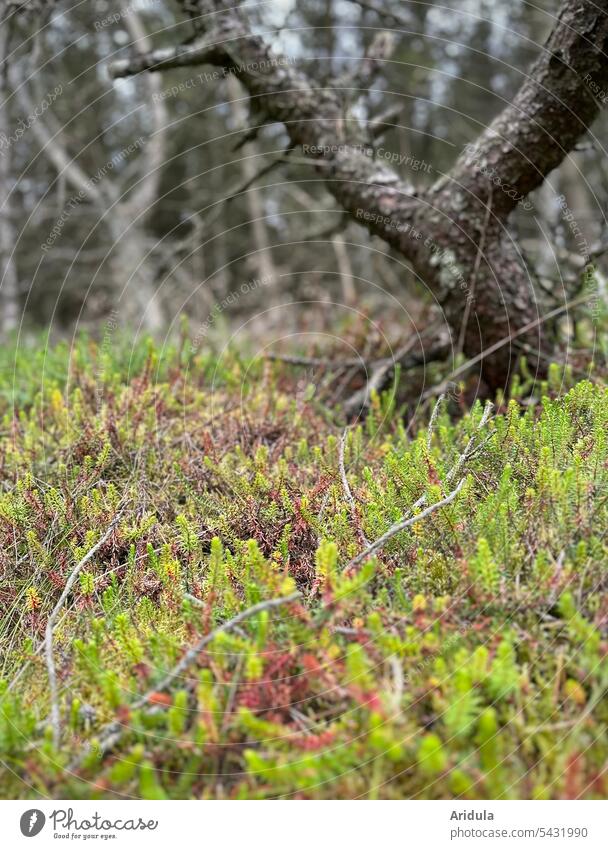 Heather in pine forest Heathland heather Spruce Spruce forest Nature Landscape Forest Woodground blurriness Plant