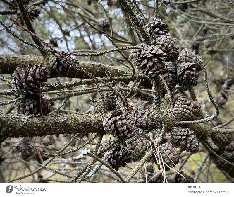 Pine cone on needleless pine branches Jawbone Cone Forest pine forest Detail Nature Decoration Brown Wood twigs and branches Autumn Log Climate change
