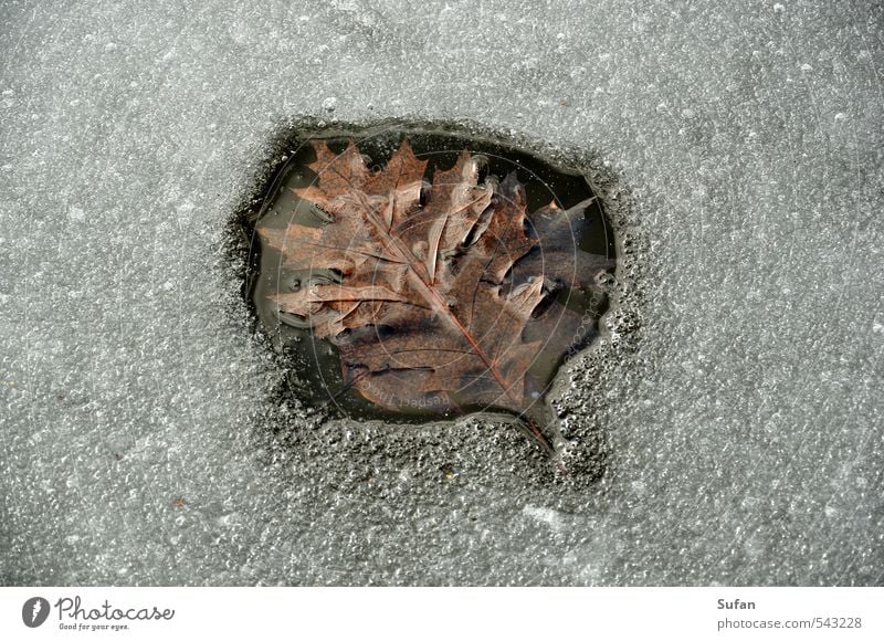 hot leaf Winter Nature Water Sunlight Spring Autumn Beautiful weather Ice Frost Leaf Lakeside Pond Cold Wet Warmth Brown Gray Black White Frozen surface