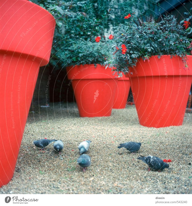 Of pigeons and pots Plant Bushes Foliage plant London England Great Britain Town Downtown Deserted Places Animal Bird Pigeon Group of animals Flowerpot