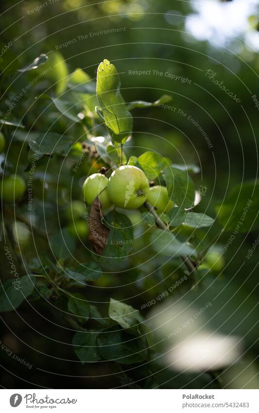 #A0# Green apples on tree Apple Tree of knowledge Apple harvest Apple tree Mature Healthy Eating Vegetarian diet Vitamin Juicy Organic produce Apple pie