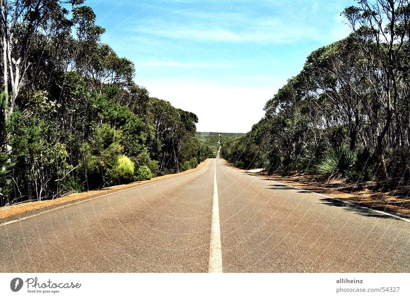 Road on Kangaroo Island Australia Kangaroo island Horizon Eucalyptus tree Vacation & Travel Street Far-off places bush Freedom external name Landscape