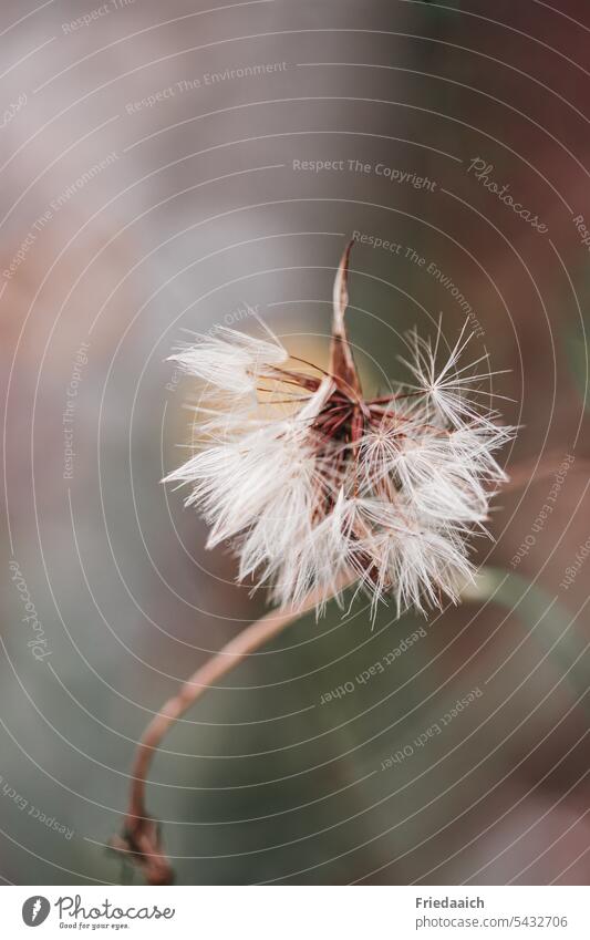 Withered dandelion Dandelion Flower Close-up Nature Spring Plant Shallow depth of field Macro (Extreme close-up) Delicate Soft Ease Wild plant Faded Easy