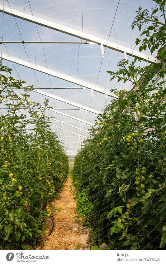 Greenhouse with organic tomatoes Organic tomatoes Tomato cultivation Plant soil culture Straw Organic farming Vegetable tomato plants