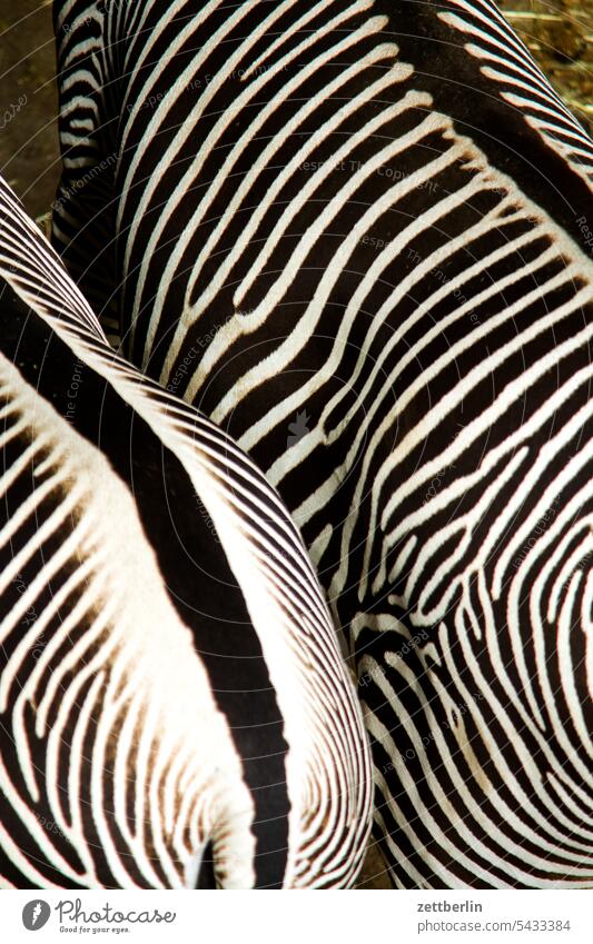 zebras exoticism Exotic exotic animals Animal Wild Wild animal Zoo zoo visit Zebra Africa Steppe Savannah Bird's-eye view Back Spinal column Stripe Striped