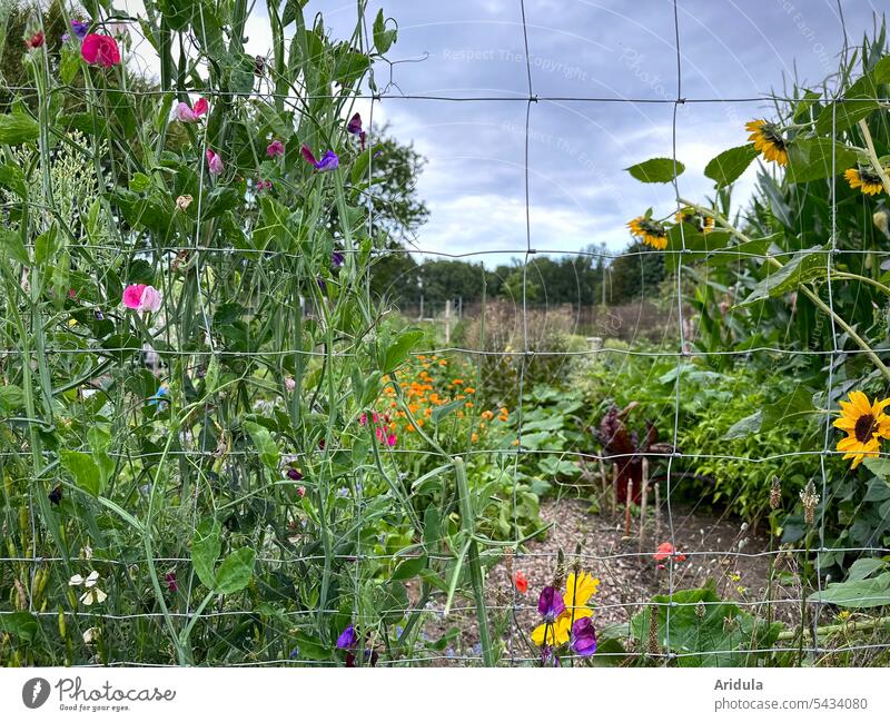 View through the fence into a blooming allotment garden Garden Fence flowers Sunflowers vetch Vegetable Maize Summer Harvest Garden Bed (Horticulture)