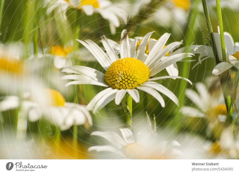 Daisy on meadow Nature Flower Marguerite Summer Meadow flower