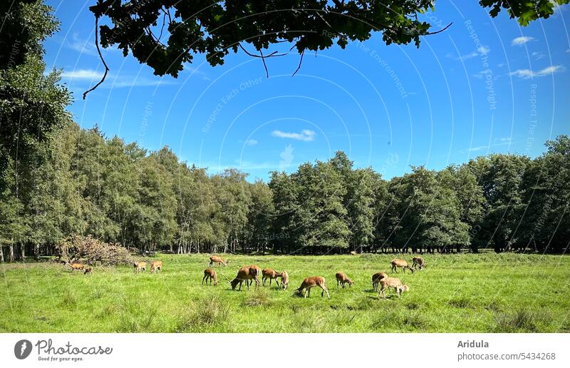 Deer grazing on the green meadow at the edge of the forest Hind Deer cows stag Nature Wild animal Animal Exterior shot Forest Landscape Beautiful weather