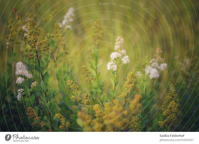 Meadow of wildflowers meadow autumn summer romantic field wild flowers Wild plant Flower meadow Nature Blossom Environment yellow orange Landscape naturally