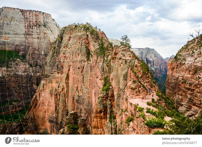 Angel's Landing USA vacation Zion Nationalpark Angels Landing National Park Rock Adventure Climbing Tourist Attraction Landmark Utah Tourism Mountaineering