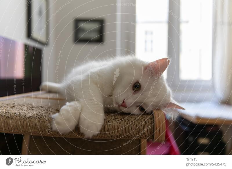 Darling tomcat hangover relaxation White Turkish Angora room Cat Animal Pet Domestic cat Pelt Cute Colour photo Animal portrait Interior shot Observe Looking