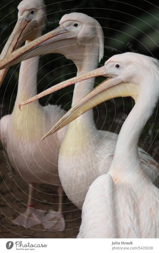 Peli Peli Pelican Pink colour Pelicans Park Waddle Stress Jealousy animals birds plumage Beak long neck beautiful legs