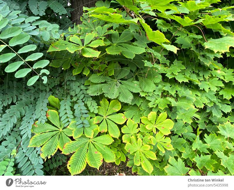 green diversity leaves green leaves foliage Leaflet Nature Green plants trees naturally Green tones Leaf shapes Summer Robinia Chestnut Maple tree togetherness