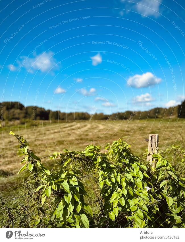 A field bindweed clings to a barbed wire fence in front of a mowed meadow in late summer Ground morning glory Fence Meadow mares Summer Grass Field Agriculture