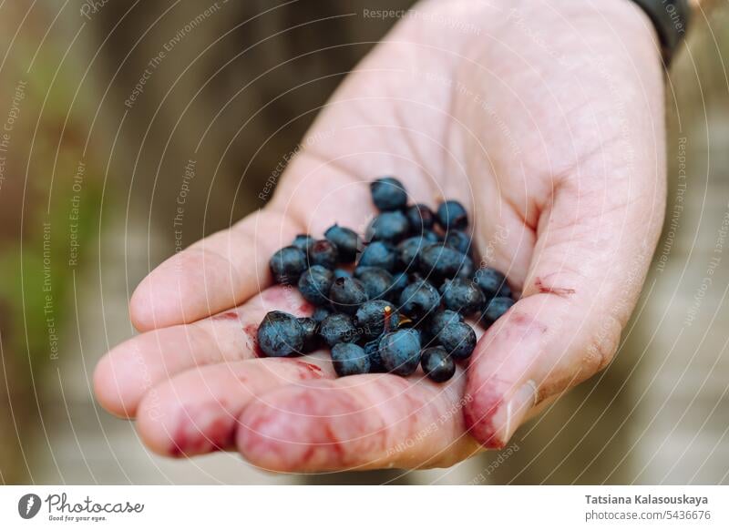 A man's hand with a handful of freshly picked wild blueberries blueberry wild blueberry huckleberry whortleberry bilberry Vaccinium myrtillus European blueberry
