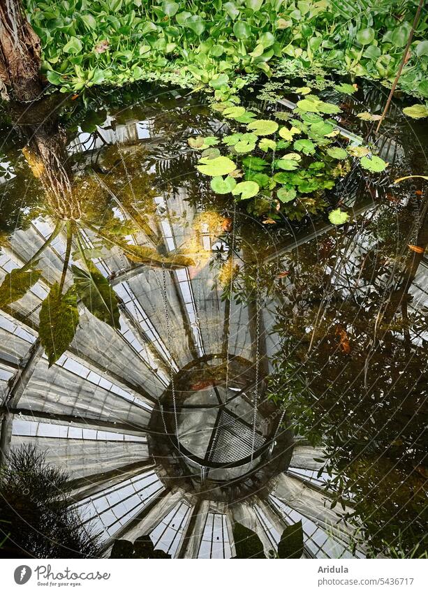 Lake in a Historic Greenhouse with water lilies and water plants, the dome roof and the plants reflected in the water Water reflection tropical plants