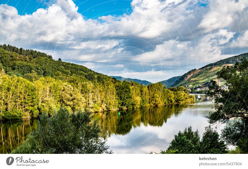 moselle stories vine Beautiful weather Summer Vine Bunch of grapes Seasons Sunlight reflection Water Hunsrück Rhineland-Palatinate River bank