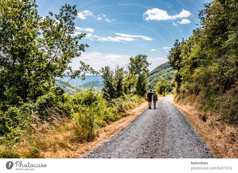 moselle stories grasses Grass Forest Vacation & Travel Nature Summer Clouds Sky Landscape Mountain Adventure Moselle Lanes & trails Moselle valley Hunsrück