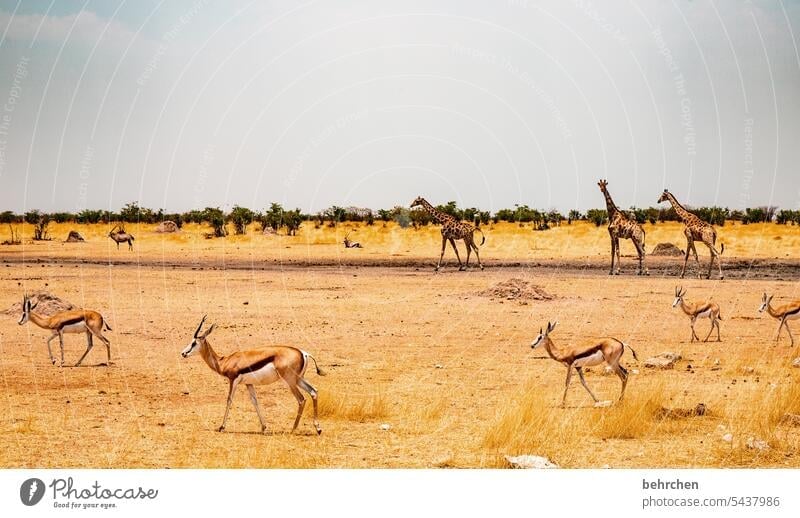 animal stories Giraffe Sky Warmth Gorgeous especially Nature Impressive magical Adventure Freedom Vacation & Travel Landscape Africa Sand wide Far-off places