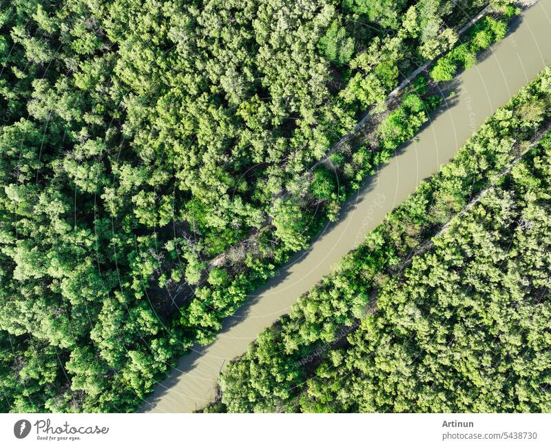 Green mangrove forest with canal of sea water. Mangrove ecosystem. Natural carbon sinks. Mangroves capture CO2 from the atmosphere. Blue carbon ecosystems. Mangroves absorb carbon dioxide emissions.