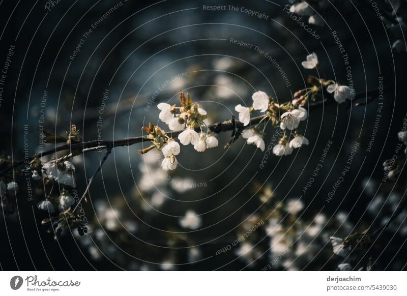 Cherry flowers against dark background. petals Blossom Close-up Spring Detail Exterior shot Colour photo Deserted naturally pretty Delicate Blossoming White