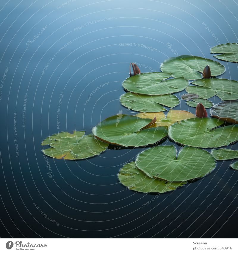 You're still asleep... Nature Plant Water Aquatic plant Water lily Pond Lake Calm Poverty Colour photo Exterior shot Deserted Copy Space top Copy Space bottom