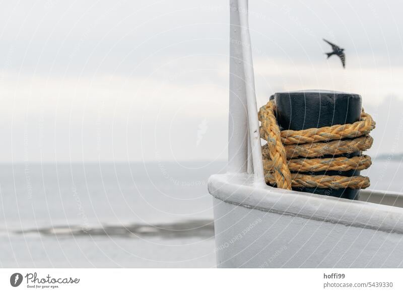 Bollard with a rope on a ferry - a swallow flies by Ferry Rope fix Swallow Swallowtail Dew Water Watercraft Maritime Navigation Harbour boat ship mooring rope