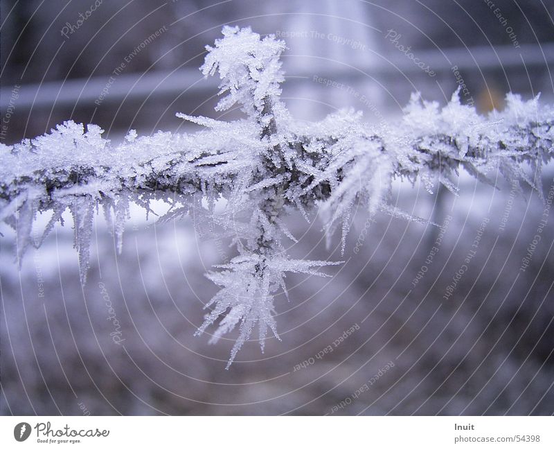 barbed wire Barbed wire Cold Winter Frost Ice Crystal structure Snow