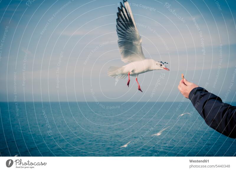 Germany, Mecklenburg-Western Pomerania, Ruegen, man feeding seagulls laridae mid-air mid air horizon over water animal themes Spread Wings Binz ocean