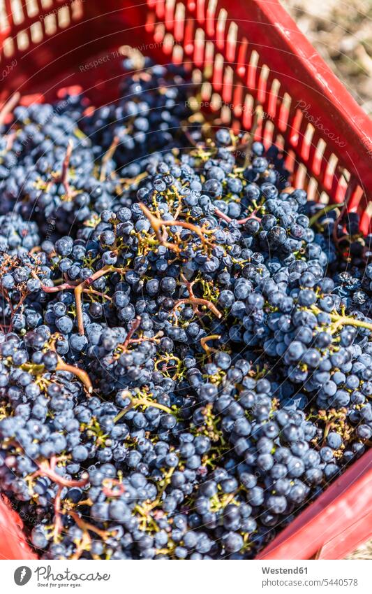 Harvested grapes in a box boxes Grape Grapes harvesting Berry berry fruits Berries Fruit Fruits Food foods food and drink Nutrition Alimentation Food and Drinks