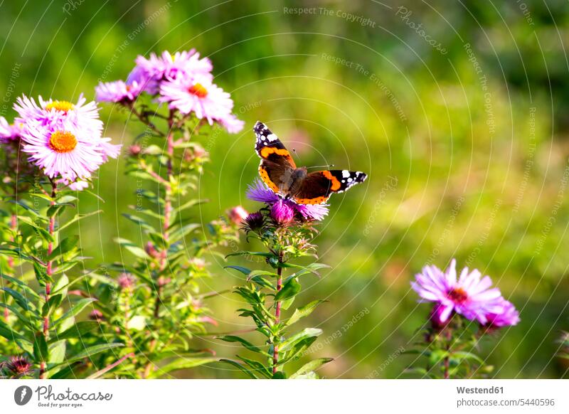 Peacock butterfly sitting on blossom of pink aster autumn fall garden gardens domestic garden copy space fragility fragile illusion delusion camouflage