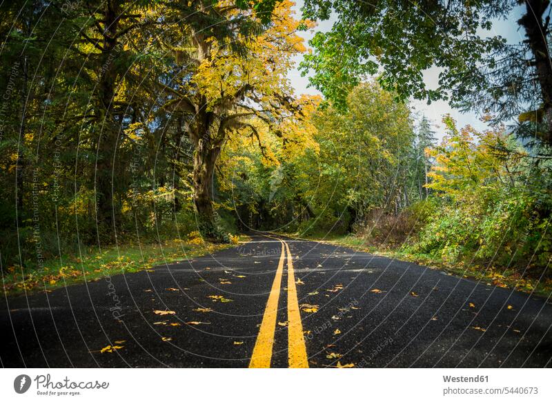 USA, Washington State, Hoh Rain Forest, Road in autumn California nature natural world the way forward the way ahead outdoors outdoor shots location shot