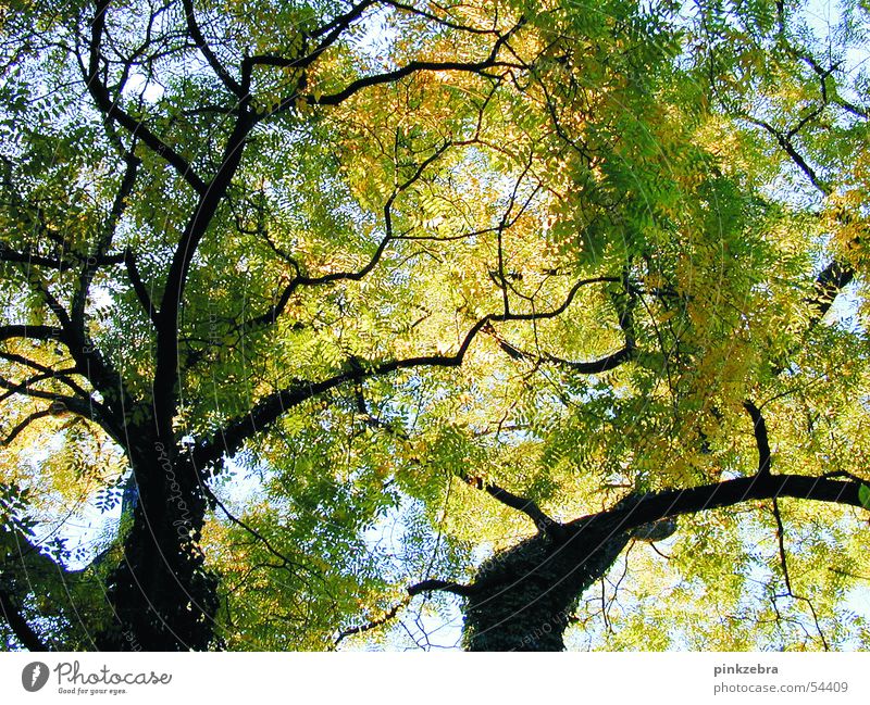 tree Tree Leaf Calm Green Sky Peace Blue Shadow leaves folio silence