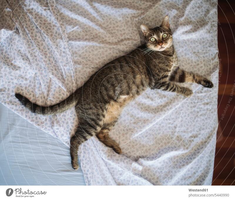 Tabby cat lying on the bed, top view pets Blanket Blankets laziness lazy bedroom Domestic Bedroom looking at camera looking to camera looking at the camera
