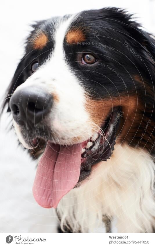 Portrait of a bernese mountain dog Bernese mountain dog Bernese mountain dogs Bernese cattle dog Bernese cattle dogs panting sticking out tongue