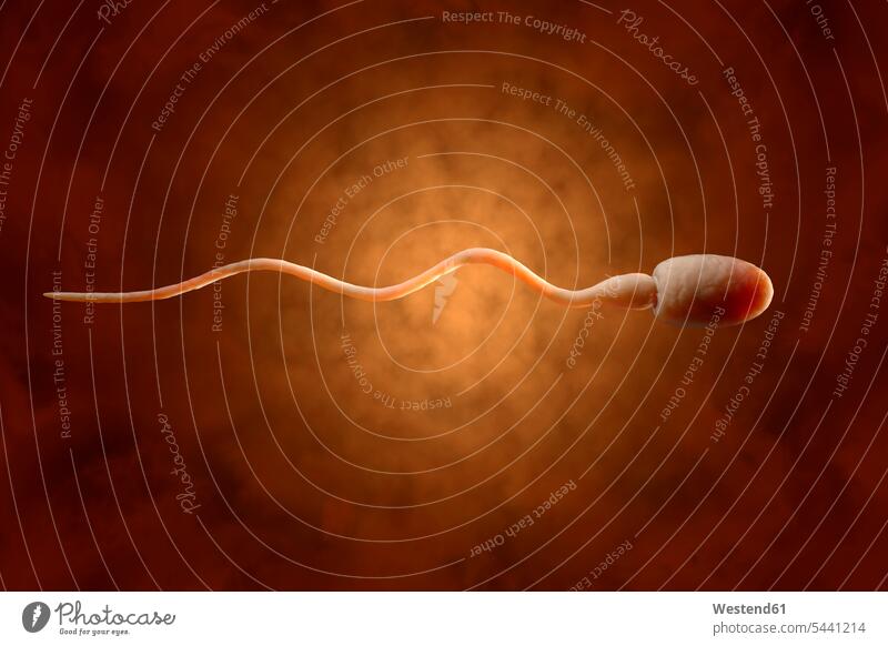 Sperm, 3D Rendering Sperms cell cells brightness glare luminescent genetics reproduction copy space Brown Background brown single object 1 one biology