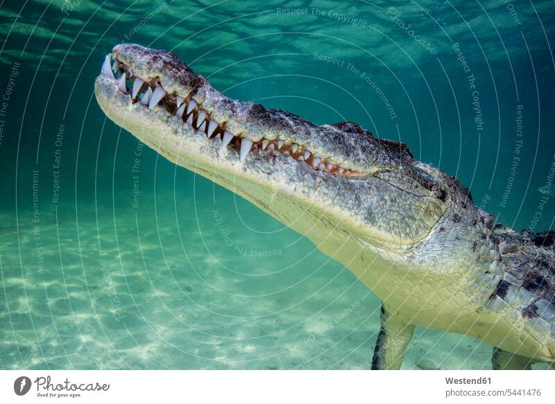 Mexico, American crocodile under water Banco Chinchorro nature natural world animal themes Sea Life sealife Aquatic wildlife Animal Wildlife wild life awe