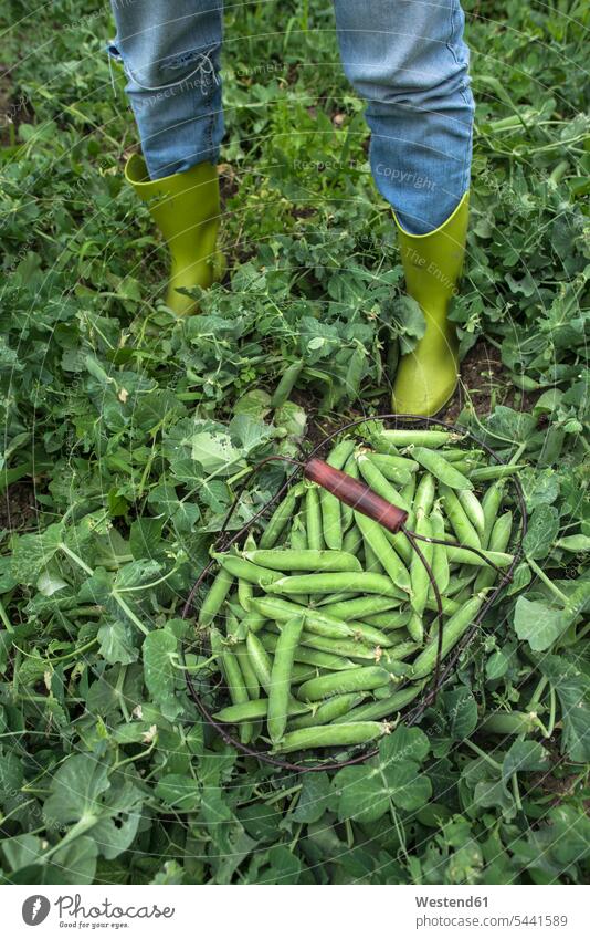 Basket of harvested peapods Pea Peas hand human hand hands human hands harvesting Pulses Legumes Vegetable Vegetables Food foods food and drink Nutrition