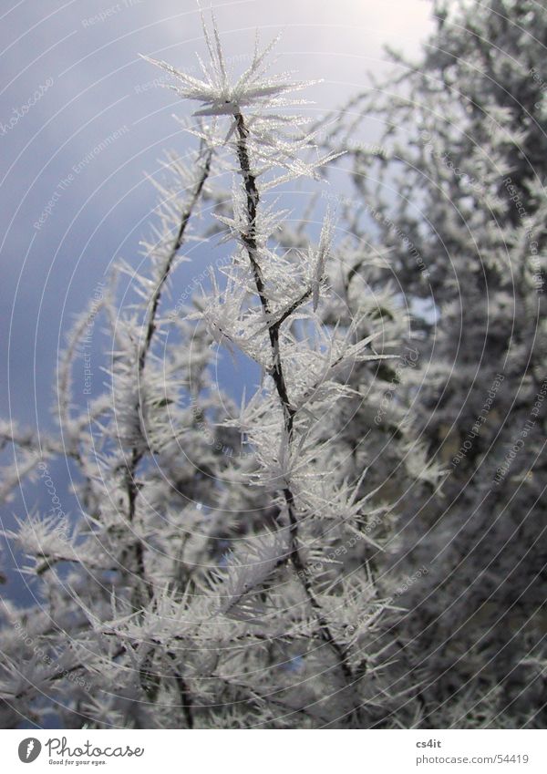 caught cold Ice crystal Plant Hoar frost Winter Fog Snowscape Cold Calm Crystal structure Frost Freedom Joy Nature Macro (Extreme close-up)
