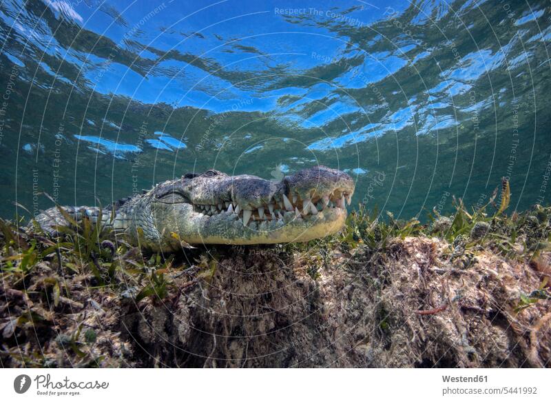 Mexico, American crocodile under water nature natural world swimming diving dive waters body of water tooth animal teeth animal tooth awe Fascinating awesome